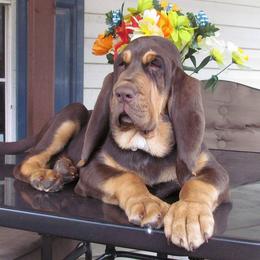 Bloodhound and Mastiff Puppies from Teoc Bloodhounds and Mastiffs