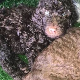 Labradoodle and Poodle Puppies from Salley Mcintyre's Labradoodles and Poodles