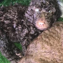 Labradoodle and Poodle Puppies from Salley Mcintyre's Labradoodles and Poodles