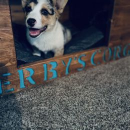 American Corgi and Pembroke Welsh Corgi Puppies from Weatherby’s Corgis