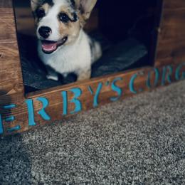 American Corgi and Pembroke Welsh Corgi Puppies from Weatherby’s Corgis