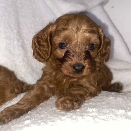 Theodore - Red male Cavapoo puppy in El Sobrante, California from Mckendra's Legacy