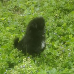 Iggy - Black male Pomeranian puppy in Garrett, Indiana from Crystal Riff