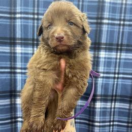 Girl 2 Purple Collar - Liver female German Shepherd puppy in Pelham, North Carolina from P & P Shepherds