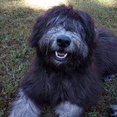 Bergamasco Sheepdogs from Ancient Eyes Bergamascos