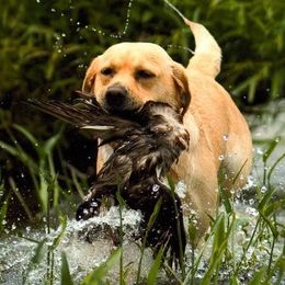 Labrador Retrievers from Highmeadows