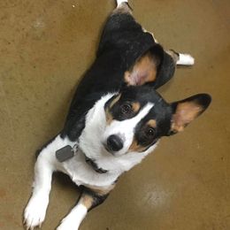 Pep - Pembroke Welsh Corgi