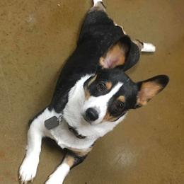 Pep - Pembroke Welsh Corgi