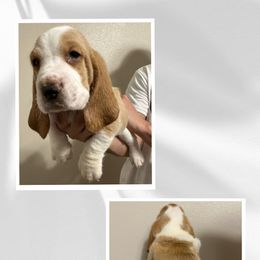 Purple - Lemon and white Basset Hound puppy in Baytown, Texas from Mariah's Basset Hounds