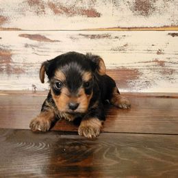 Yorkshire Terrier Puppies from Brinkley Yorkies