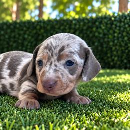 Aston - Dapple male Dachshund puppy in Boston, Massachusetts from London’s puppies