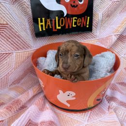 Chip -Chocolate Dapple - Dapple male Dachshund puppy in Sumrall, Mississippi from JP’s Dachshunds