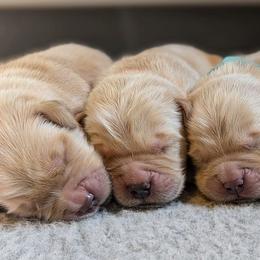 Golden Retriever puppies from Shadomoon