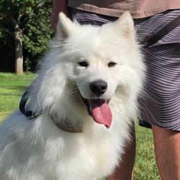 Hercules - Samoyed