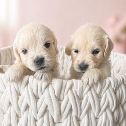 Light pink - Light golden female Golden Retriever puppy in Denison, Texas from Blair Family Goldens