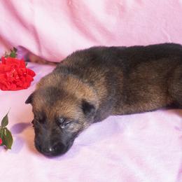 Lime Collar Girl - Sable female German Shepherd puppy in Oxford, Arkansas from Atlas Shepherds
