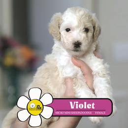 Violet - Fawn and white female Sheepadoodle puppy in Cleveland, Tennessee from Narrow Path Old English & Sheepadoodles