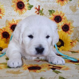 Golden Retriever Puppies from ElkRidge Goldens