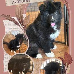 Vesuvius - Black and white male Siberian Husky puppy in Florence, Kentucky from Moonlight Howl Huskies