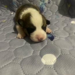 Red - White and red male Pembroke Welsh Corgi puppy in Beulaville, North Carolina from Windy Acres Pembroke Welsh