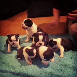 Boston Terrier and Italian Greyhound Puppies from 4Ever Boston Terriers & Italian Greyhounds