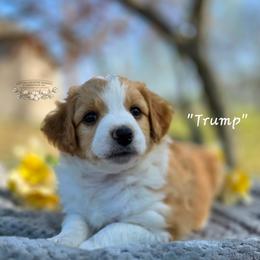 Trump - Apricot male Aussiedoodle puppy in Vinemont, Alabama from Cotton Country Kennels