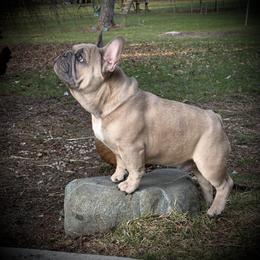 French Bulldog Puppies from Top Billin' Frenchies, LLC