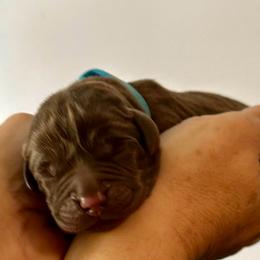 Teal collar - Chocolate female Labrador Retriever puppy in Ocala, Florida from SoFlo Labradors