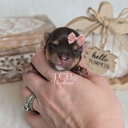 Ashlynn - Chocolate and tan female Yorkshire Terrier puppy in Greenwood County, South Carolina from TCB Yorkies