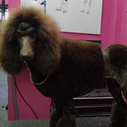 CoCo - Poodle