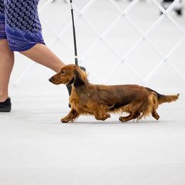 Dachshund Puppies from MyGaDachs