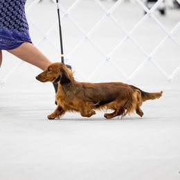 Dachshund Puppies from MyGaDachs