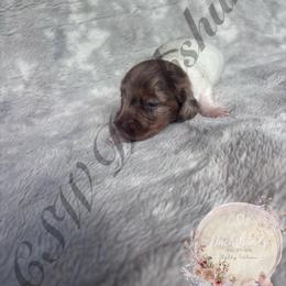 Stripe - Piebald male Dachshund puppy in Lufkin, Texas from CSW Dachshunds