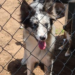 Echo - Australian Shepherd