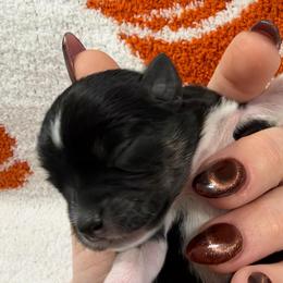 Salem - Black and tan male Chihuahua puppy in Seneca, Missouri from Stephanie’s Puppy Colony