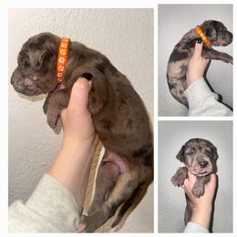 Orange - Merle male Great Dane puppy in Doylestown, Ohio from Dana's Danes