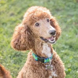 Ginger - Poodle