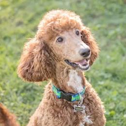Ginger - Poodle