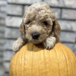 Peanut - Apricot male Aussiedoodle puppy in Nephi, Utah from Peachydoodlepups