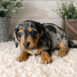 Sheldon - Black and tan male Dachshund puppy in Greenup, Kentucky from Tygart Creek Dachshunds