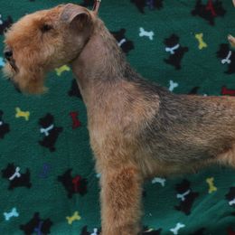 Kiu - Lakeland Terrier
