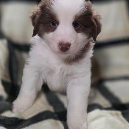 Yellow Collar-Eloise - Red tri-color female Miniature American Shepherd puppy in Statesboro, Georgia from Azure Miniature American Shepherds