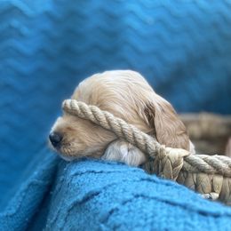 Australian Labradoodle Puppies from Salona- Australian Labradoodles of North America
