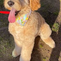 Goldendoodle All Grown Up from Courtney Wall
