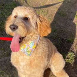 Goldendoodle All Grown Up from Courtney Wall