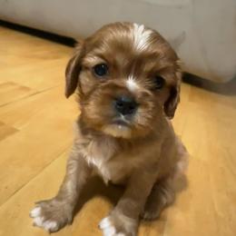 Maisie - Ruby female Cavalier King Charles Spaniel puppy in Watkinsville, Georgia from Cavaliers of Windsor