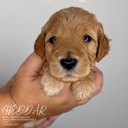 Cheddar - Red  male Goldendoodle puppy in Garden Grove, California from Sunkissed Doodles