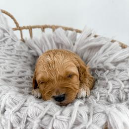 Thread - Red  male Goldendoodle puppy in Jamestown, Kentucky from Milk & Honey Doodles