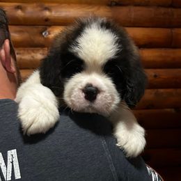 Orange Collar - Brown and white male Saint Bernard puppy in New York from Johnson Farms