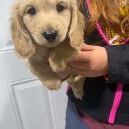 Cookie - Cream female Dachshund puppy in Mansfield, Missouri from Owens Farm